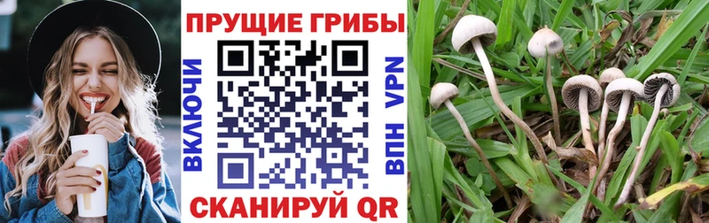 Псилоцибиновые грибы MAGIC MUSHROOMS  Купить  Куйбышев 